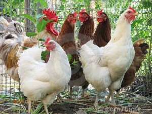 galinhas--300x225 galinhas-